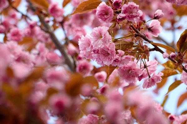 L'utilisation du Blush sur un visage rond